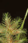 Hairy umbrella sedge